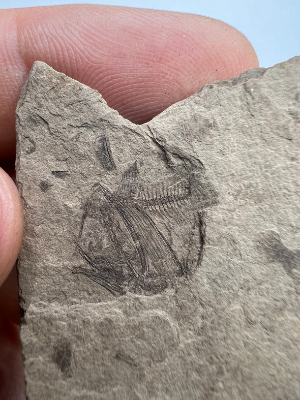 Fossil fish, Argyropelecus cosmovicii - held in a hand