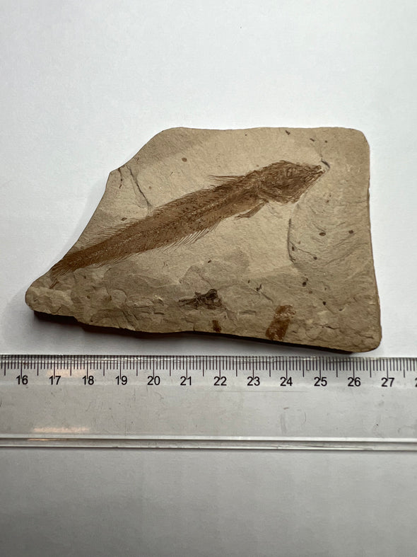 Fish Vertebrae Fossil size