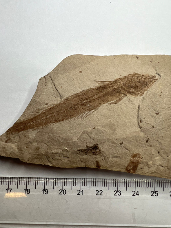 Fish Vertebrae Fossil close up
