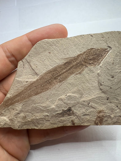 Fish Vertebrae Fossil
