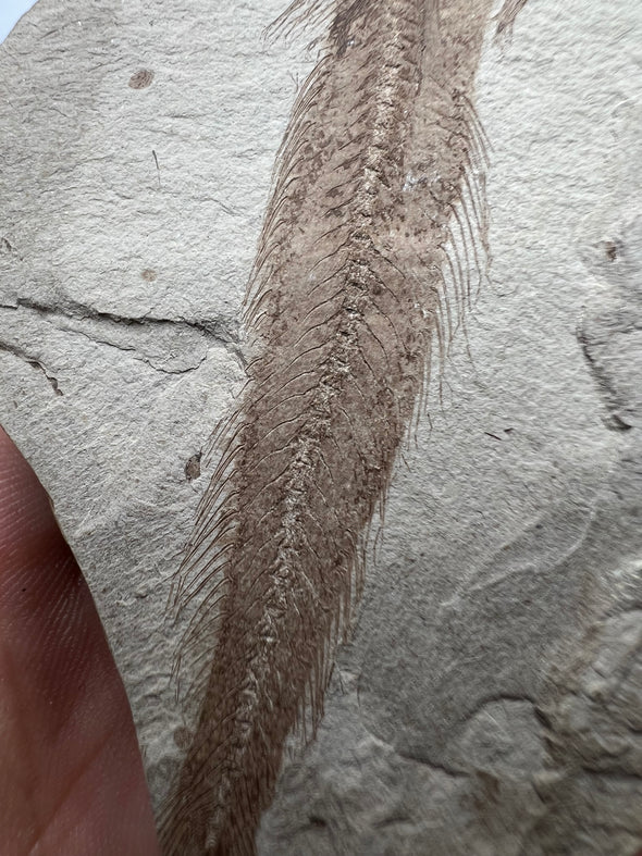 Fish Vertebrae Fossil - tail