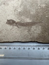 Prehistoric Fish Fossil - Paleogadus size
