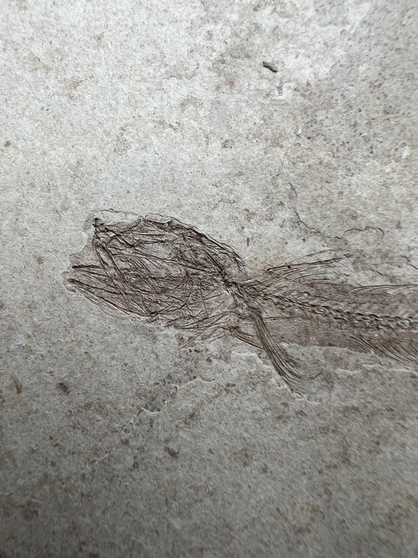 Prehistoric Fish Fossil - Paleogadus sp. 209 - close up