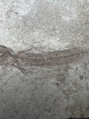 Prehistoric Fish Fossil - Paleogadus sp. - back view