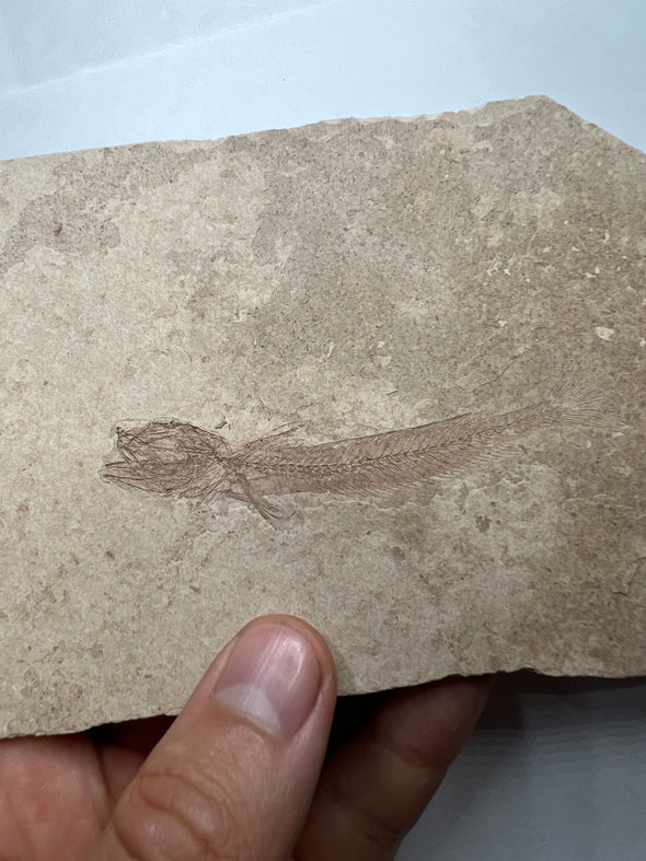 Prehistoric Fish Fossil held in a hand