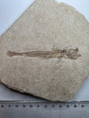 Prehistoric Fossil fish, Paleogadus sp. 