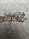 Fossil fish, Paleogadus sp. - close up