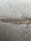 Fossil fish, Paleogadus sp. - back view