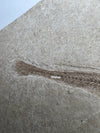 Fossil fish, Paleogadus sp. - side view