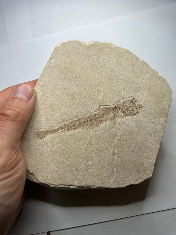 Real Fossil fish, Paleogadus sp. 