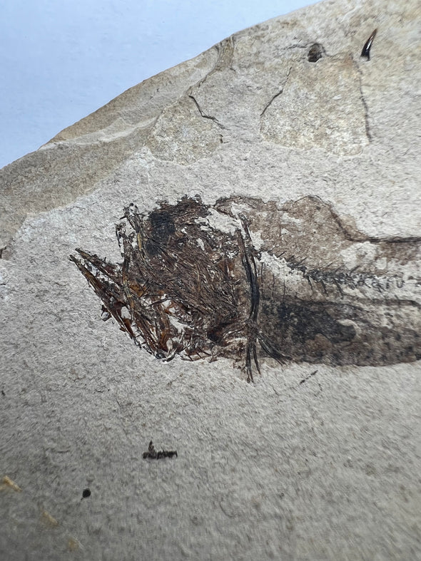 Deep Water Fossil Fish specimen