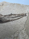 Deep Water Fossil Fish - side view