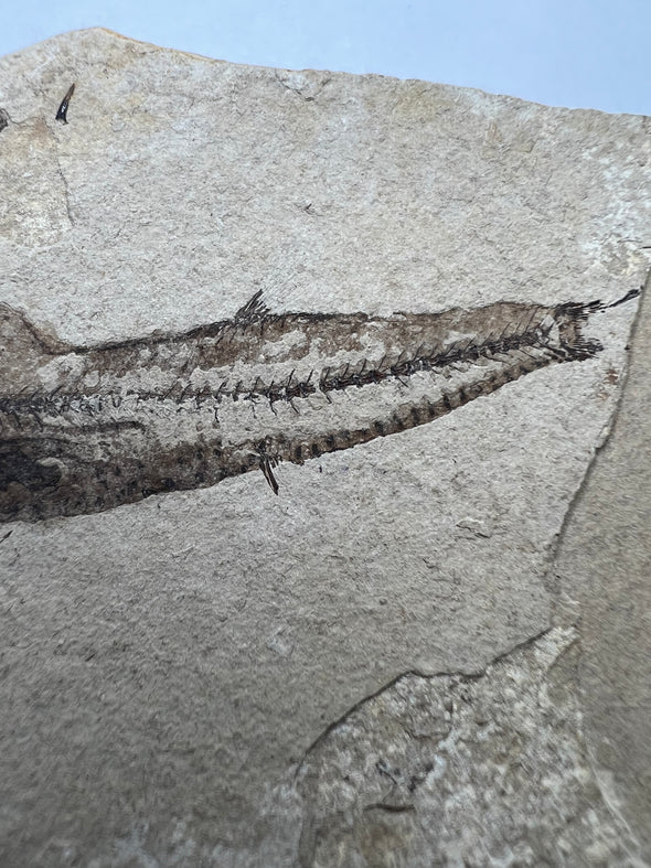 Deep Water Fossil Fish - side view
