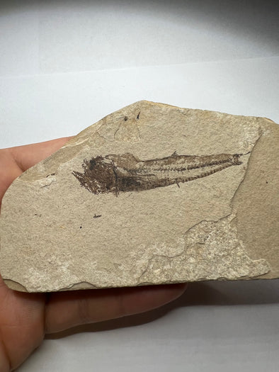 Deep Water Fossil Fish