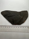 prehistoric fish fossil size
