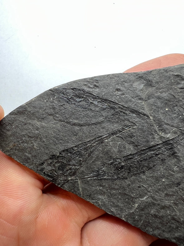 prehistoric fish fossil close up