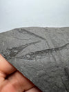 prehistoric fish fossil close view