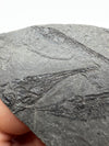amazing prehistoric fish fossil