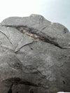 Aediscus Fossil Fish close up