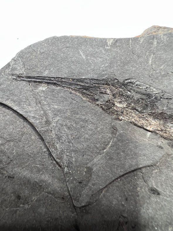 Aediscus Fossil Fish side view