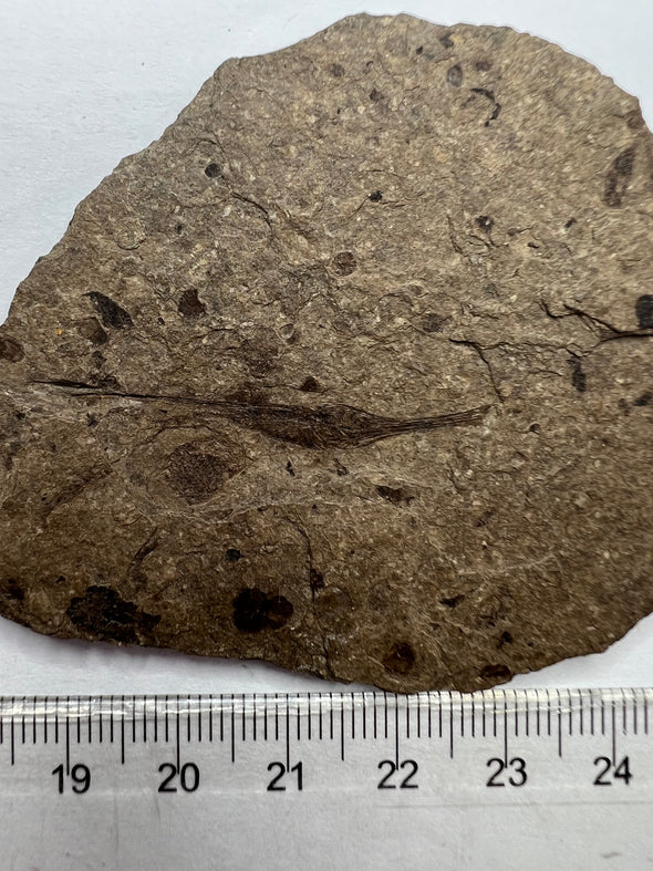 oldest fish fossil - close up