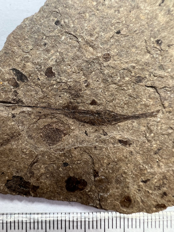 oldest fish fossil