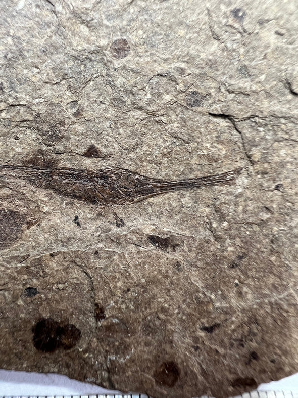 oldest fish fossil - side view