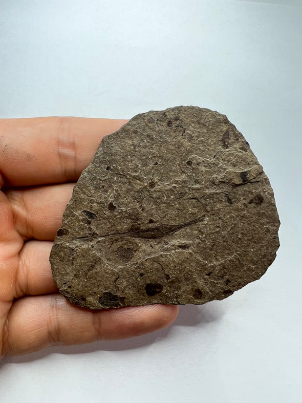 oldest fish fossil held in a hand