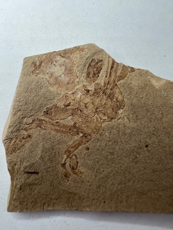 fossil crab from poland - close up