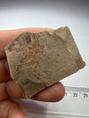 fossil crab from poland - held in a hand