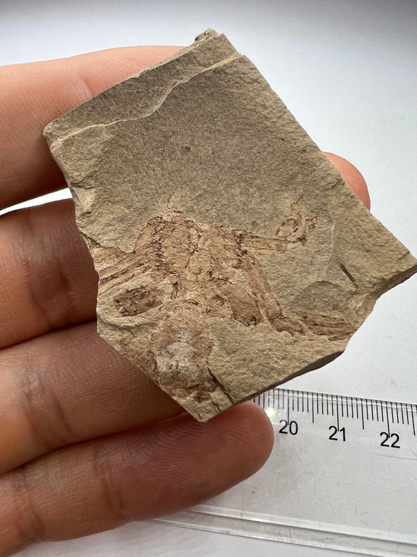 amazing fossil crab from poland 
