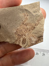 fossil crab, poland