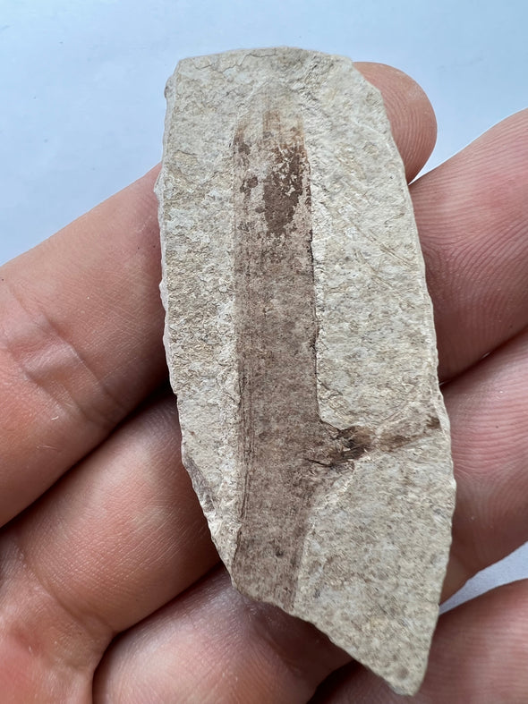 Plant fossil Oligocene held in a hand