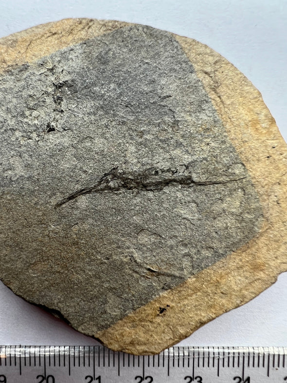 Fossil fish, Aediscus (Centriscidae)