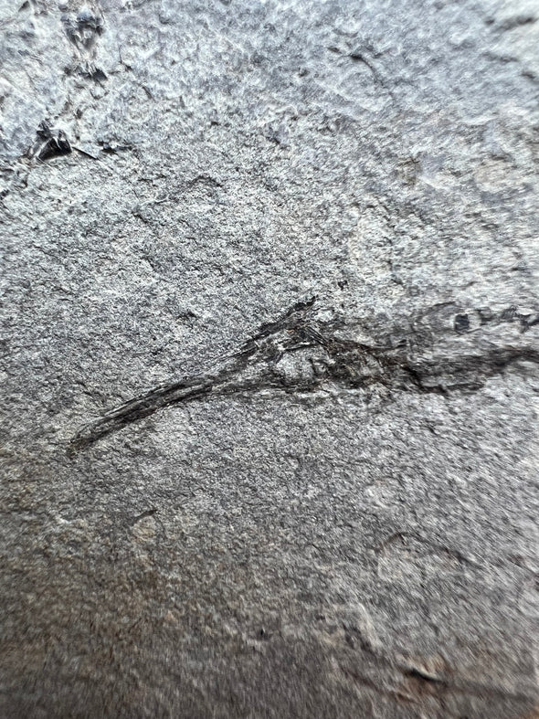Fossil fish, Aediscus (Centriscidae) close up