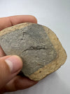 Fossil fish, Aediscus (Centriscidae) - held in a hand