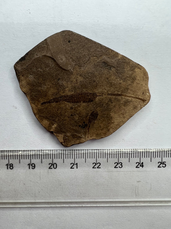 Very Rare Fossil Fish Specimen - Hipposyngnathus neriticus - 5 cm