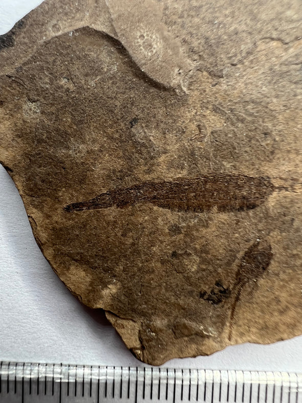 Very Rare Fossil Fish Specimen - Hipposyngnathus neriticus - close uo
