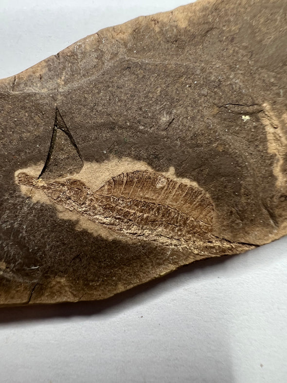 Fossil fish, Hipposyngnathus neriticus 221