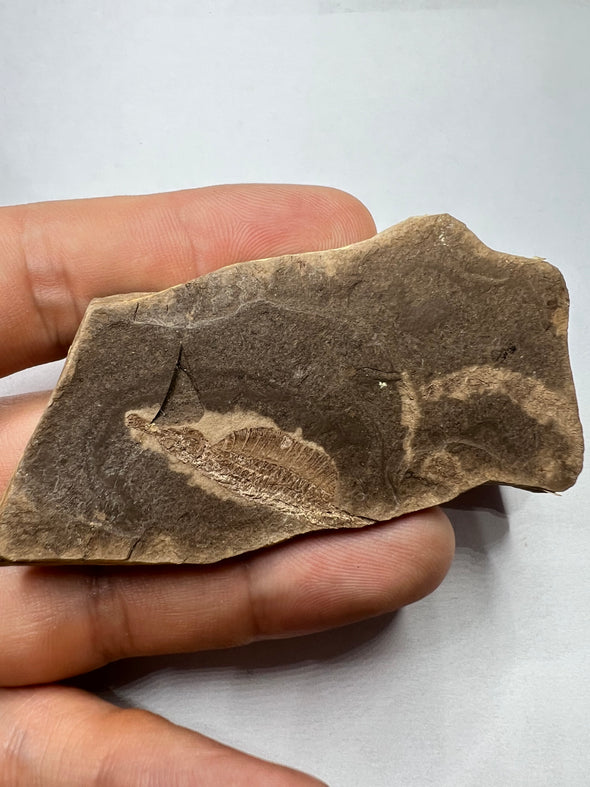 Fossil fish, Hipposyngnathus neriticus 221