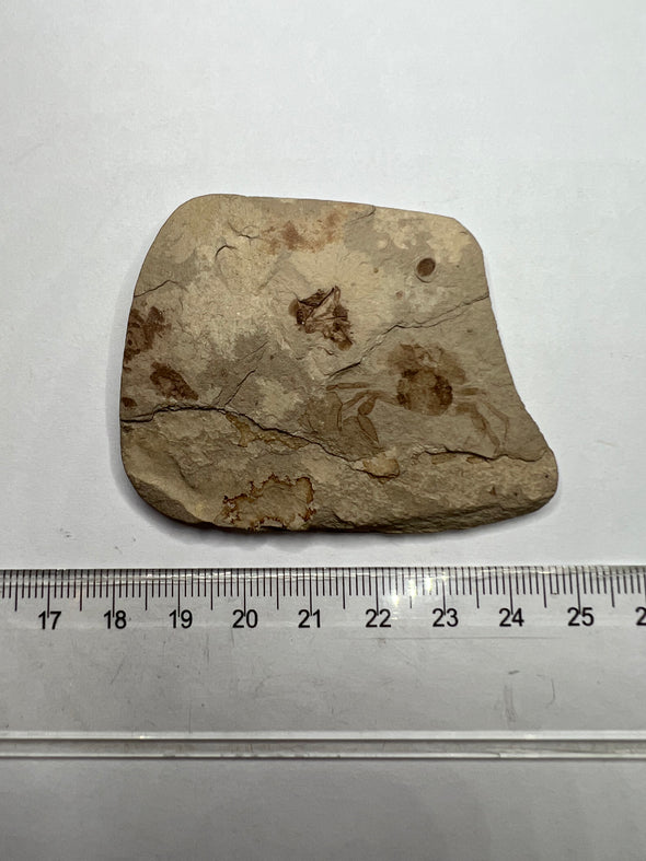 Crab Fossil, Portunus Oligocenicus - size