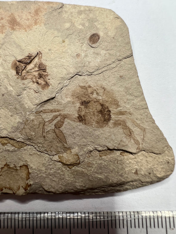 Crab Fossil, Portunus Oligocenicus - close up