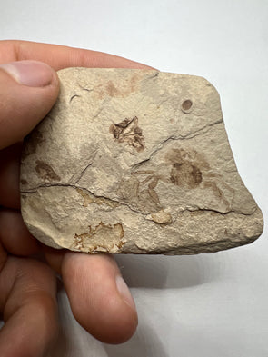 Crab Fossil, Portunus Oligocenicus - held in a hand