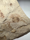 Crab Fossil, Portunus Oligocenicus very close up