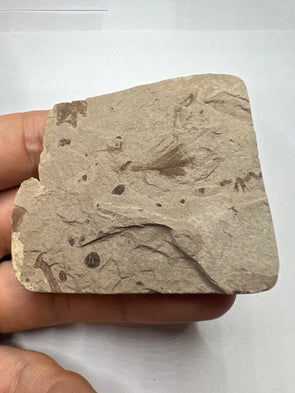 Oligocene bird feather fish fossil