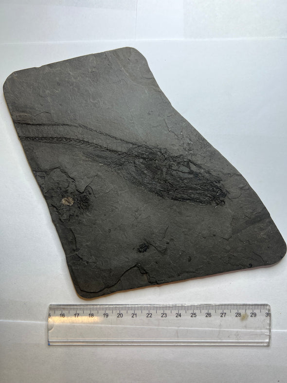 Fossil fish - Lepidopus sp. 