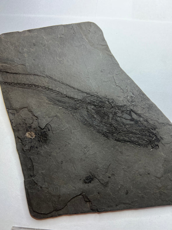 Fossil fish - Lepidopus sp. - top view