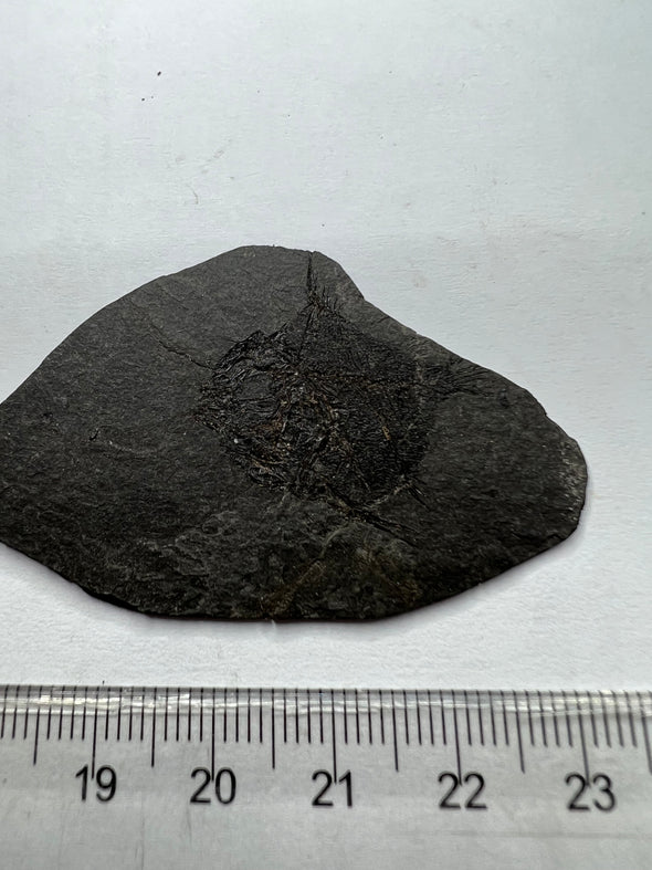 Oligocene Fish Fossil 5 cm