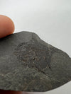 Oligocene Fish Fossil