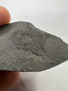 Oligocene Fish Fossil - up close